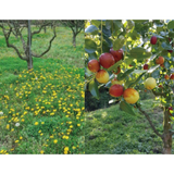 Jujube Juice Extract 100ml (30 Packs) (Limited to 2 per Order)