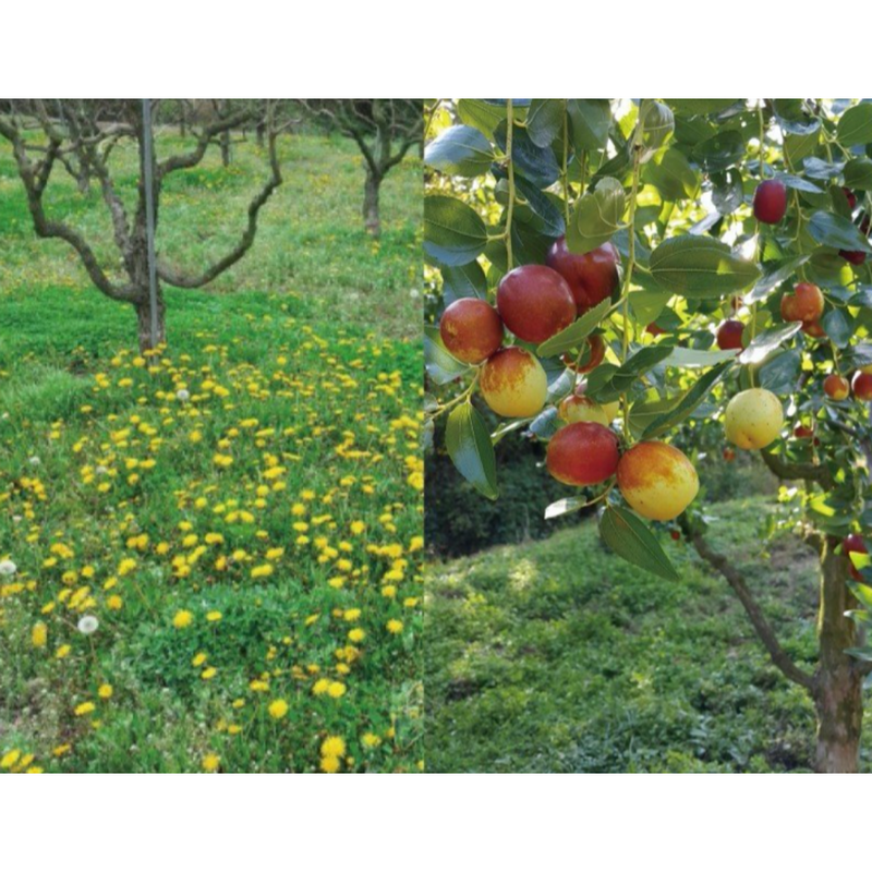 Jujube Juice Extract 100ml (30 Packs) (Limited to 2 per Order)