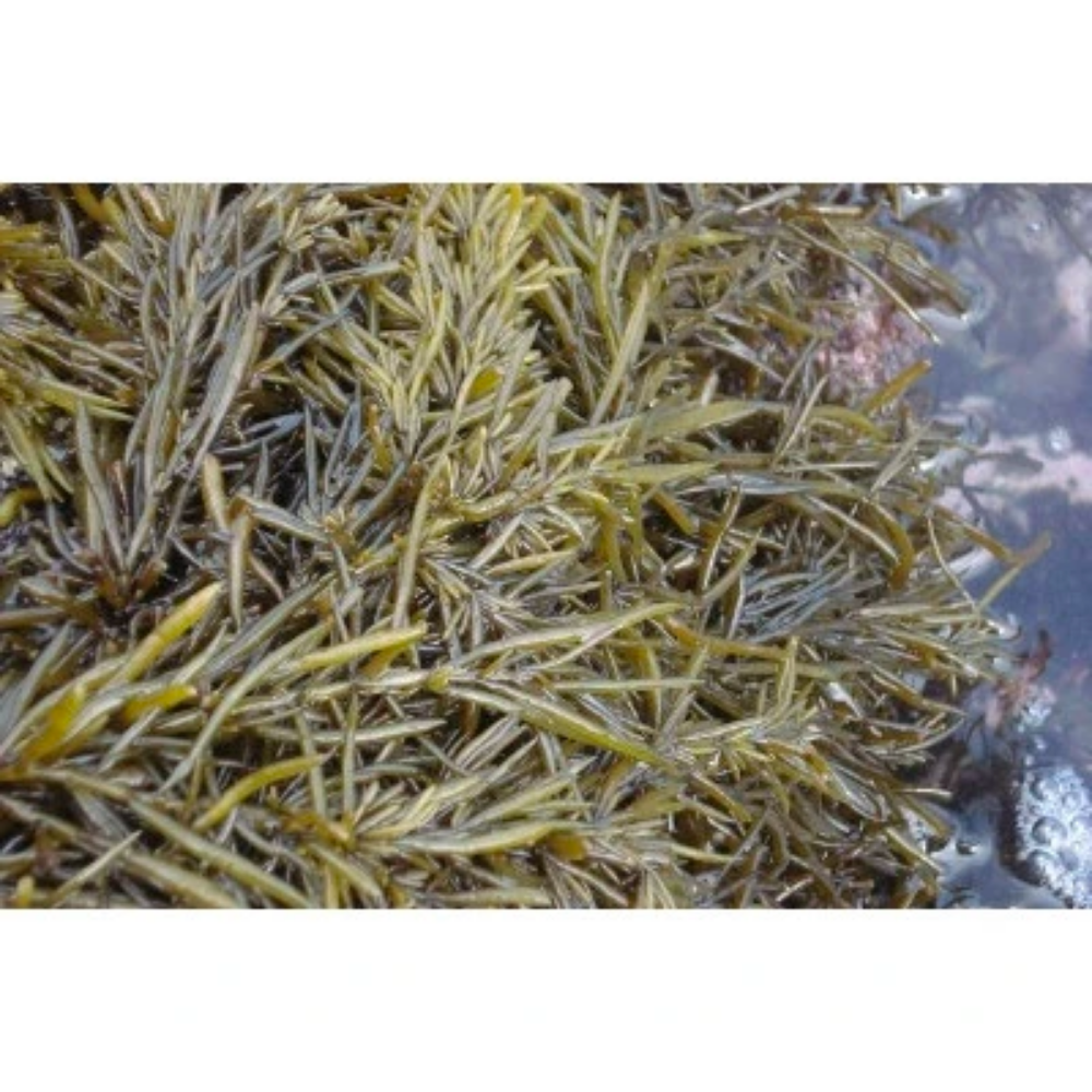 Korean Hijiki Seaweed (Tot) for Rice 100g