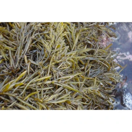 Korean Hijiki Seaweed (Tot) for Rice 100g