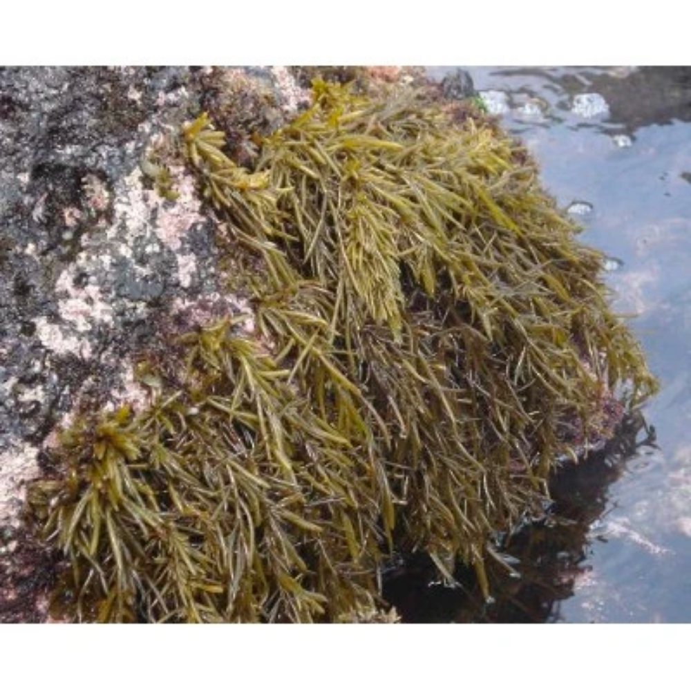 Korean Hijiki Seaweed (Tot) for Rice 100g