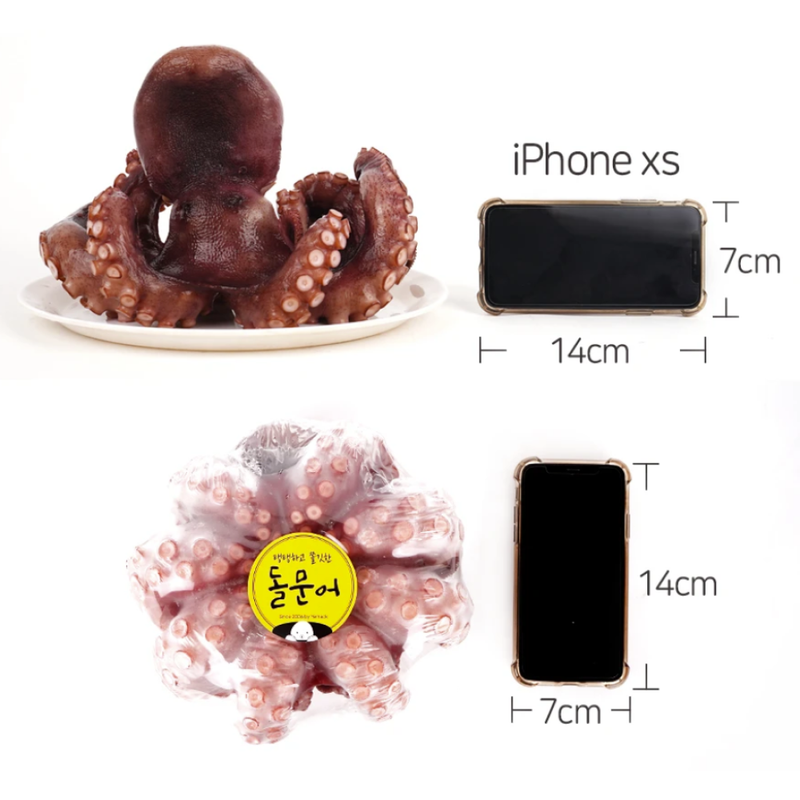 [SEPARATE FREE SHIPPING] Boiled Whole Wild Stone Octopus (about 1.6kg)