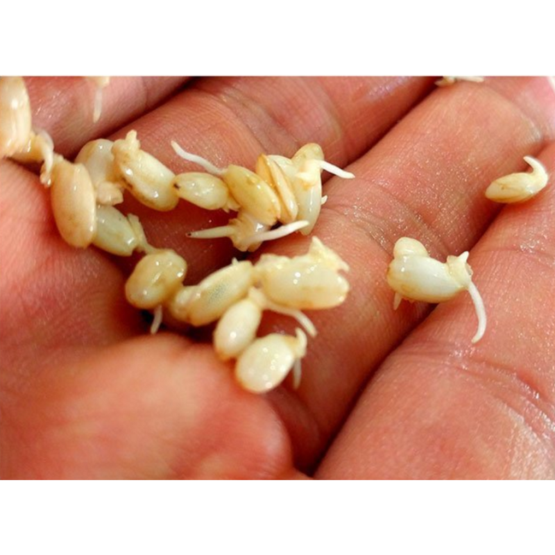 Organic Germinated Glutinous Brown Rice (Germination Rate of 90%) 500g