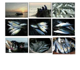 Jeju Traditional Fish Soy Sauce 900ML