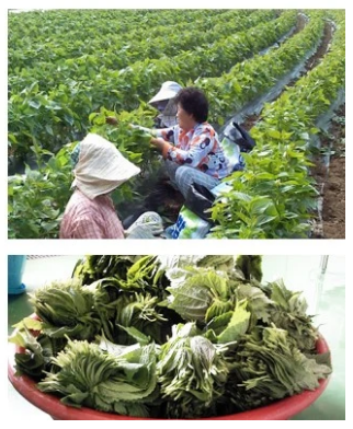 CheongyangGol Pickled Perilla Leaf 500g