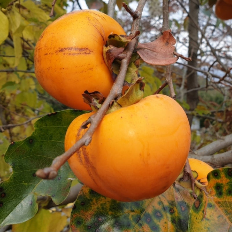[CLEARANCE SALE] Jirisan Sancheong Slice-dried Persimmon 1kg