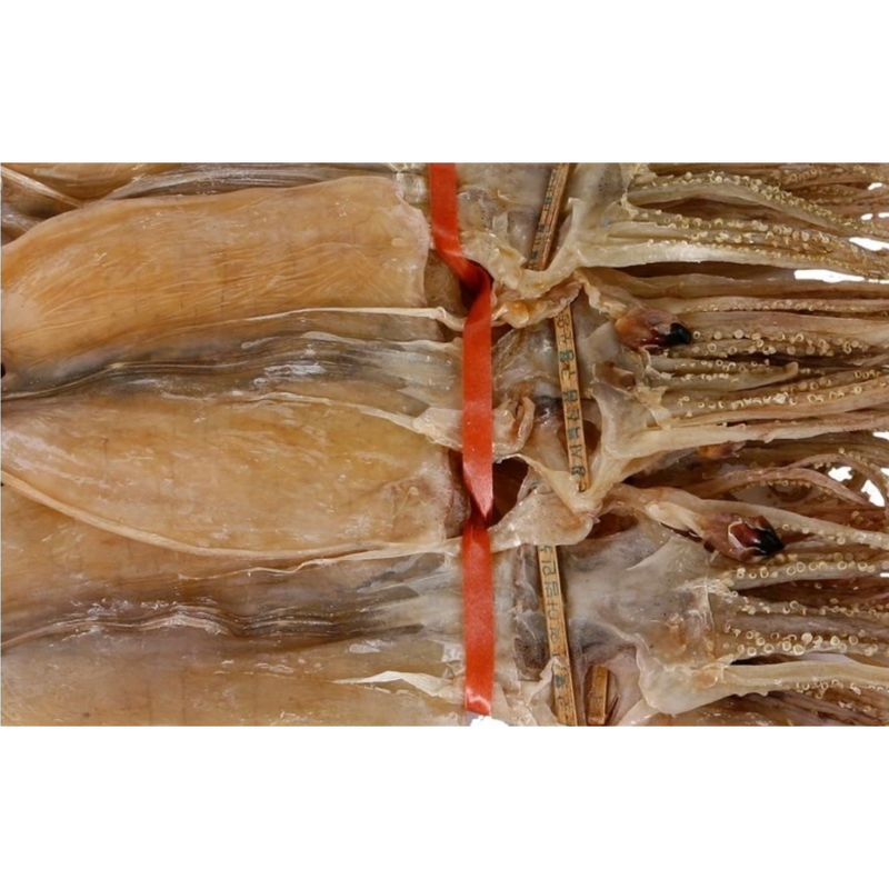 Premium Guryongpo Dried Squid 700g (10 pcs)